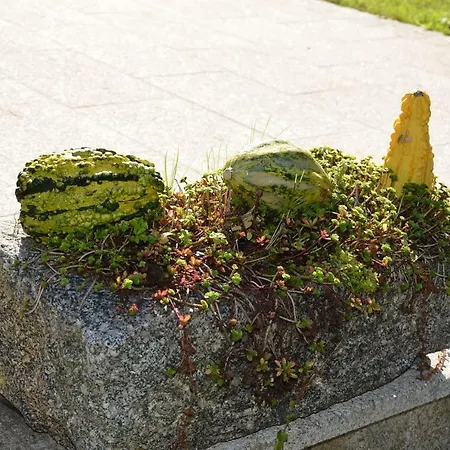 Pansiyon Haus Donaublick Engelhartszell